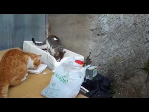 HelpForCats's tweet card. feeding cats