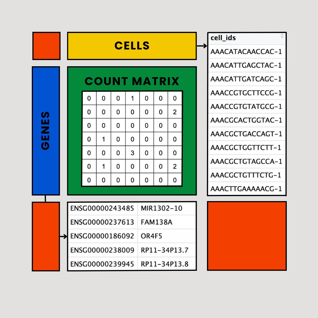 13ritney_tf's tweet card. Single-Cell RNA Sequencing Basics for the Beginner Bioinformatician