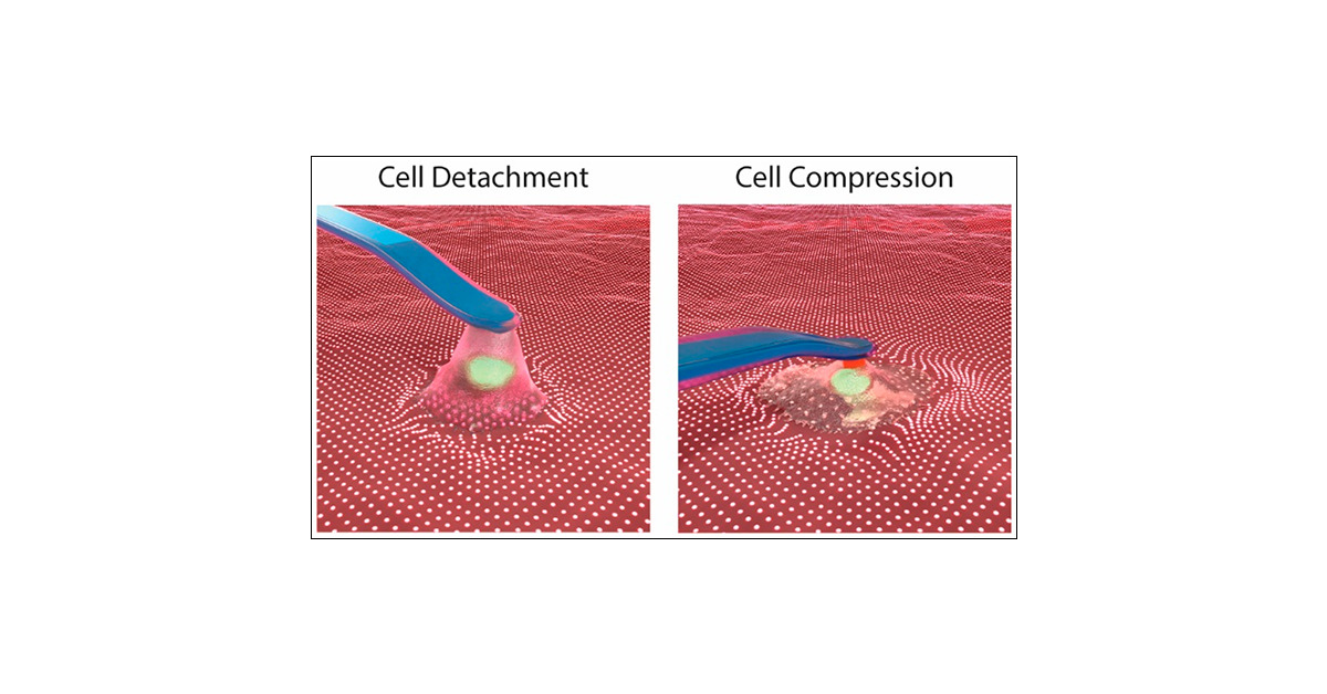 NanoLetters's tweet card. Mechanical signals establish two-way communication between mammalian cells and their environment. Cells contacting a surface exert forces via contractility and transmit them at the areas of focal...