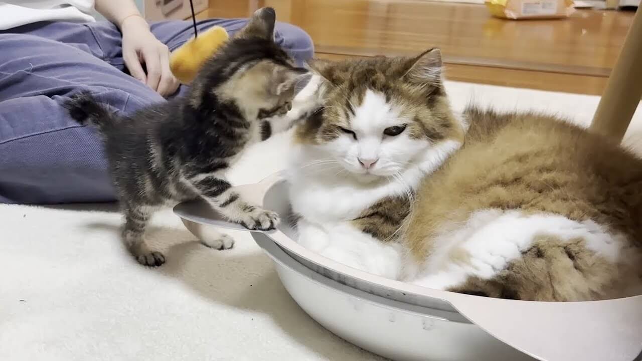 universitycatc's tweet card. 画面に映るのは、飼い主さんと玩具で遊ぶ子猫達。小さくてコロコロしたフォルムが堪りませんね。現在、遊びたい盛りで