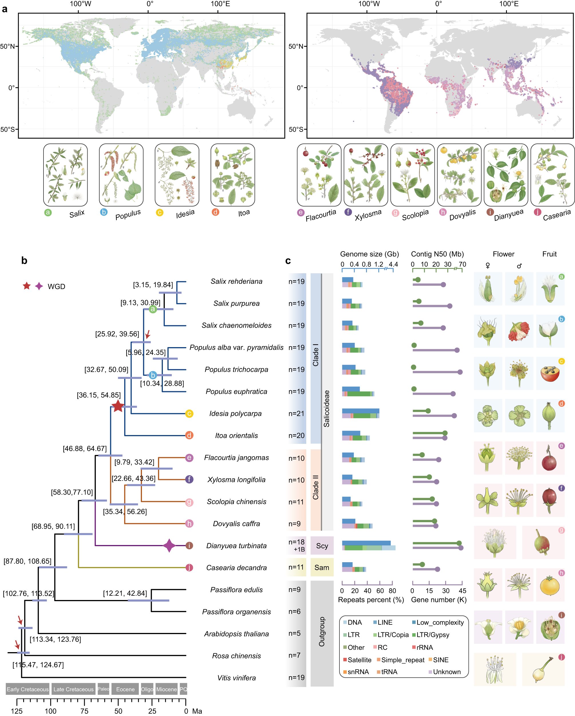 Propopulus_eu's tweet card. Nature Communications - Detecting early allopolyploidy events and understanding the specific subgenomic evolution contributing to the origin of adaptive innovations for species radiation are...