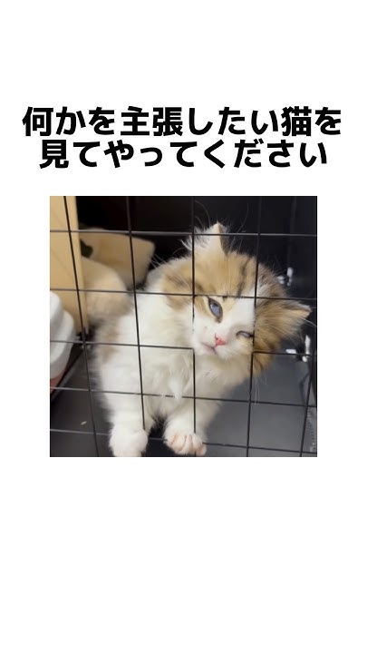 iidkdkyuiyui's tweet card. 表情で訴えてくるタイプの猫