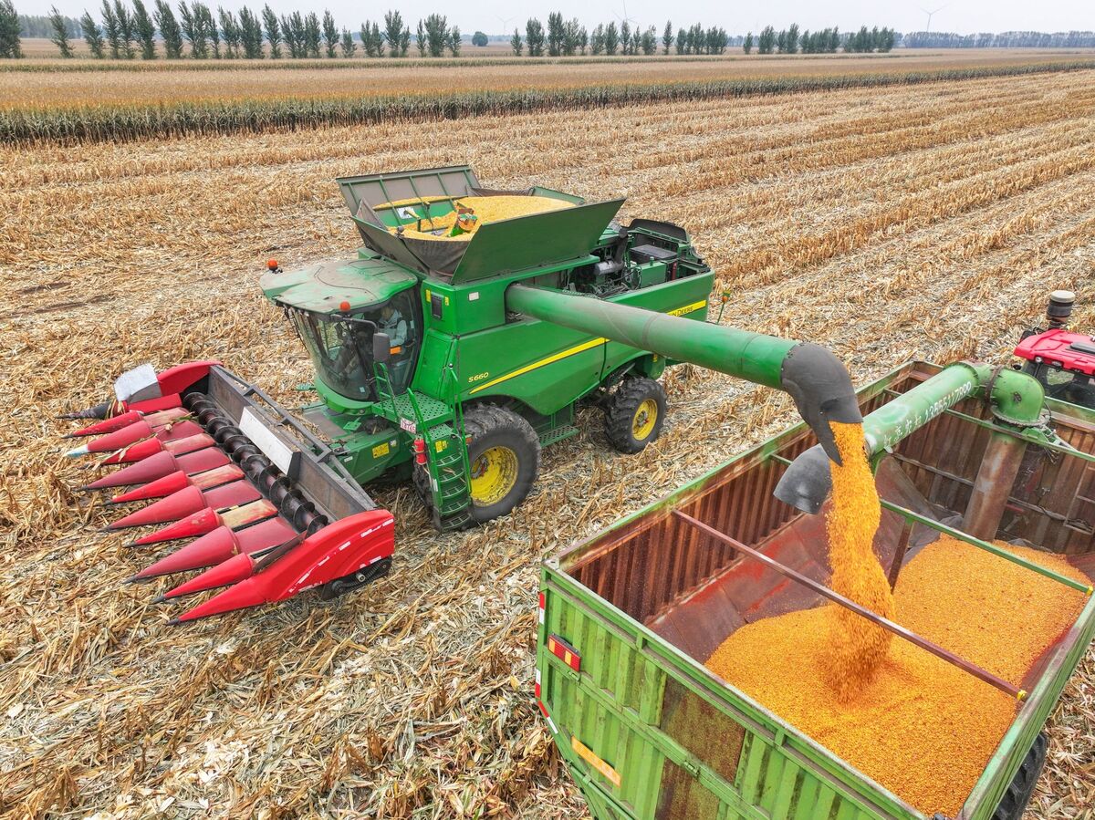 GoddessofGrain's tweet card. Epic rains in northern China have disrupted the harvest and left crops rotting in the fields, pressuring grain supplies at a time when trade relations are fraying and imports have shrunk.