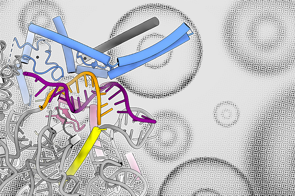 MITCSBPhD's tweet card. MIT biologists discovered a new type of RNA-splicing regulation that helps to determine which protein-coding exons will be included in messenger RNA transcripts.