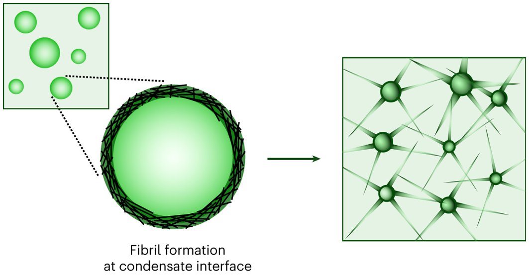 ArosioLab_ETH's tweet card. Nature Chemistry - Understanding of the molecular mechanisms underlying the maturation of protein condensates into amyloid fibrils associated with neurodegenerative diseases has so far remained...