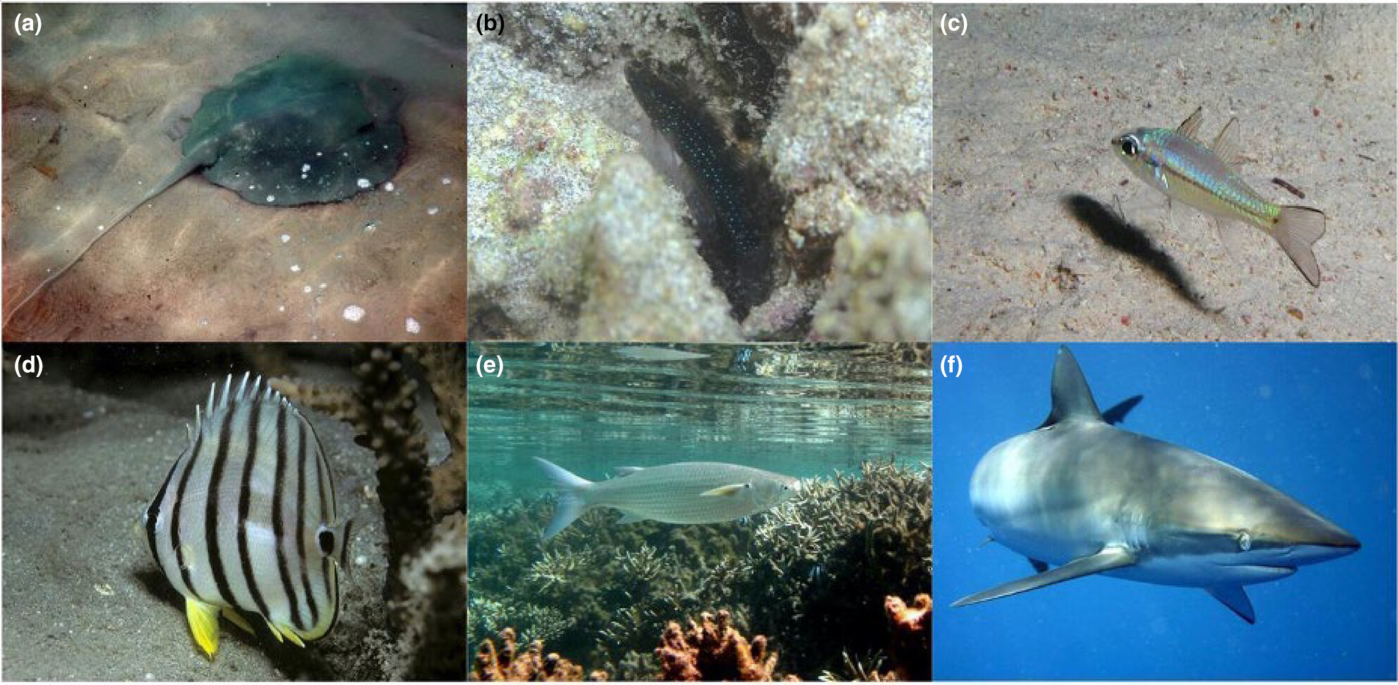 ELE_ETHWSL's tweet card. This study utilised environmental DNA metabarcoding to examine the variation in fish species composition in the Western Indian Ocean's French Scattered Islands across different distances from reefs....