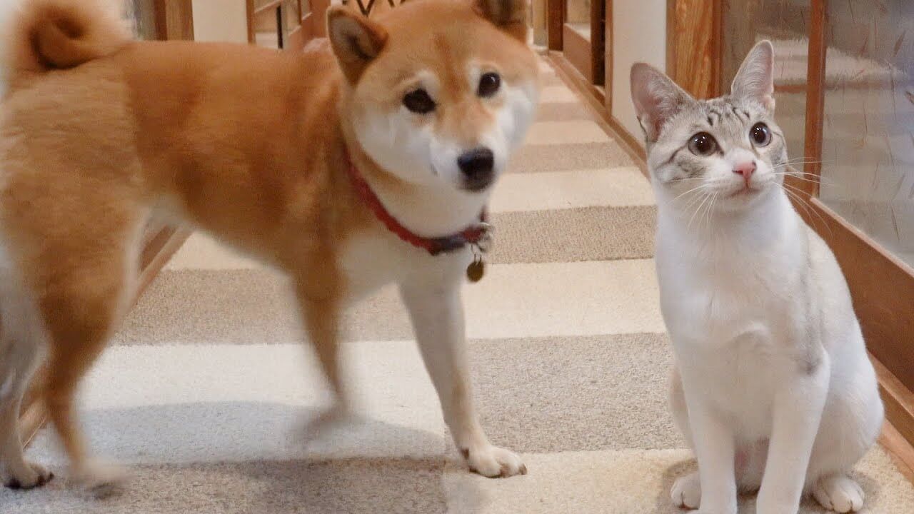 universitycatc's tweet card. 長い廊下にヌッと現れたのは2匹の猫と1匹のわんこ。飼い主さんは、これから紙を丸めて遠くに放り投げ、それを彼らに