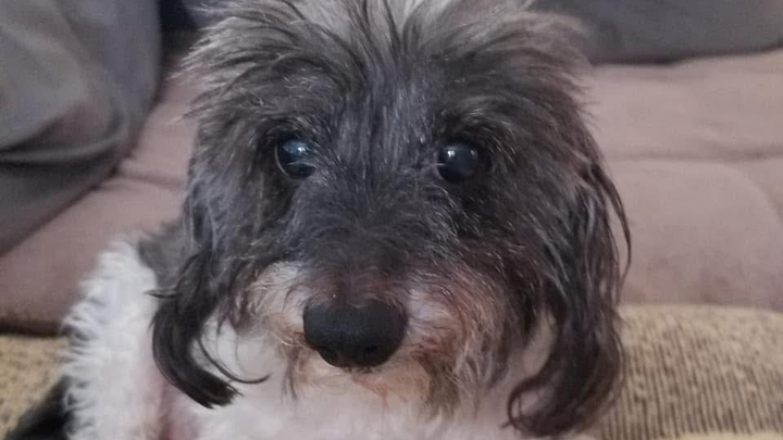 LElASSPACEBUNS's tweet card. My dog Wolfie was recently diagnosed with both Pancreatitis & Cushing’s, and the vet… Zoe Kobell needs your support for Support Wolfie's Urgent Vet Care Needs