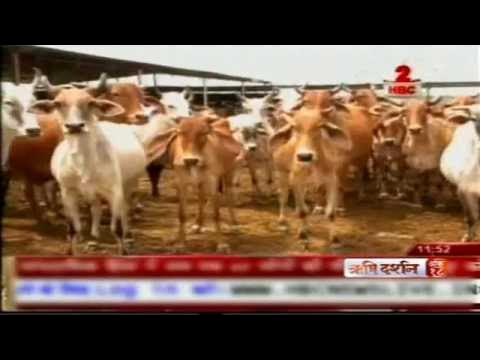 AlkaPimpale's tweet card. Gaushala run by Sant Shri Asaram ji Bapu Ashram serving the Cows as...