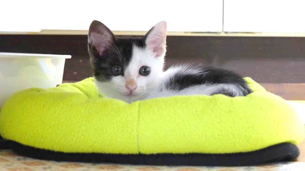 universitycatc's tweet card. 台所に立つ飼い主さんの周りを行ったり来たりするのは、保護猫のポポちゃん。用水路で鳴いている所を保護されました。