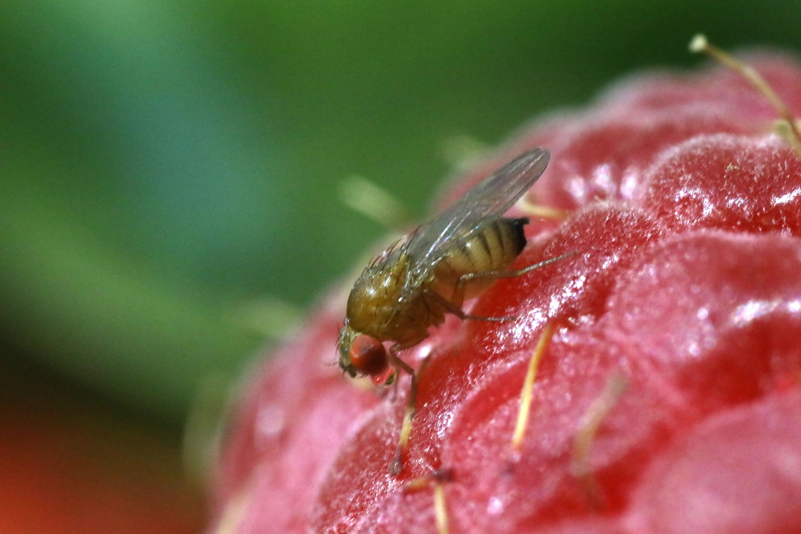 GENProtocols's tweet card. A CRISPR-based method can generate sterile but competitive males of a pest species that poses a threat to food crops in western countries.