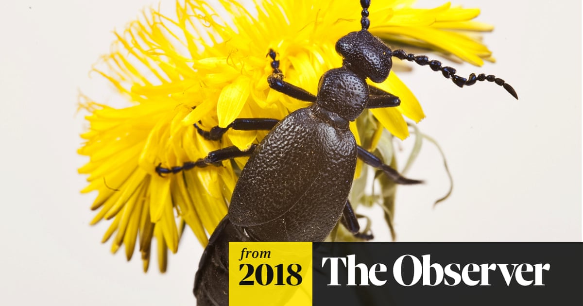 additivism's tweet card. There is a crisis in the countryside – and a massive decline in insect numbers could have significant consequences for the environment