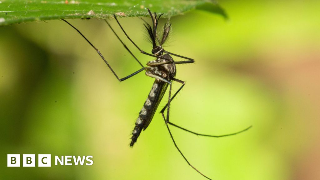 BBCWorld's tweet card. Previously the country was one of the world's only mosquito-free zones.