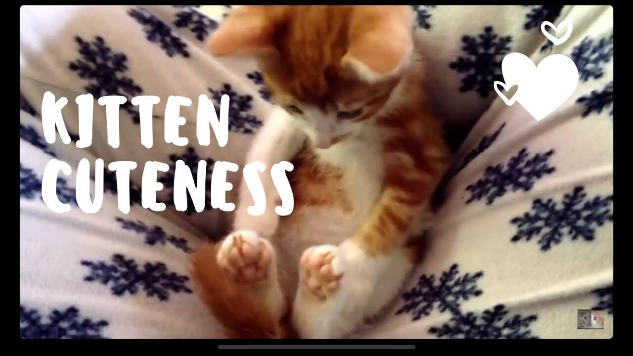 universitycatc's tweet card. 画面に映るのは、茶色の縞模様と白いおててがキュートな子猫ちゃん。テレビの音が聞こえる中、ふわふわのベッドに寝転