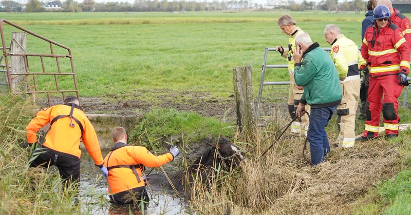 Paard in de sloot in Groningen