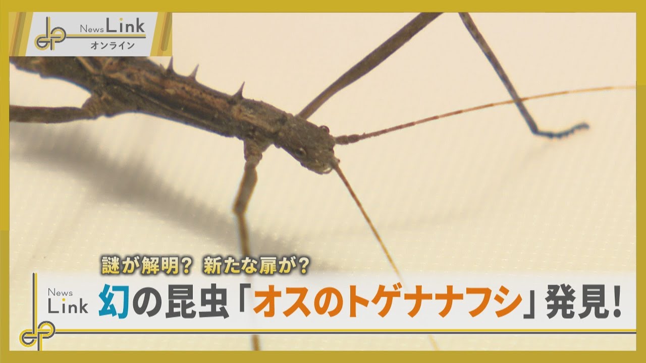 usakikairi's tweet card. 誰が解明？新たな扉が？ 横浜市で国内9例目の幻の昆虫「オスのトゲナナフシ」発見！【News Linkオンライン】