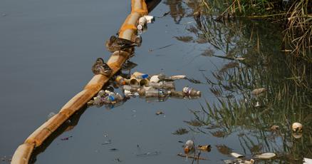 CompassPrograms's tweet card. Tidal marshes — where crabs and fish feed their way toward adulthood — are the lifeblood of estuarine systems like the Chesapeake Bay. They’re also where a lot of our