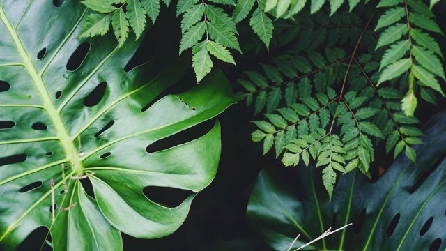 Tech_Networks's tweet card. New research that tests how vegetation is likely to respond to climate change shows plants can absorb more atmospheric CO2 than previously thought.