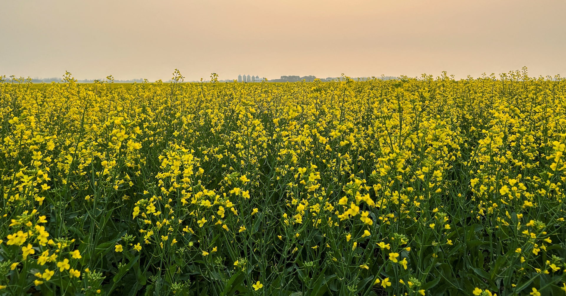 EdWhiteMarkets's tweet card. Colin Penner, who farms about 3,700 acres an hour's drive north of the U.S. border, crunched up a handful of plump canola pods and blew the chaff into a stiff prairie breeze. A small pile of tiny...