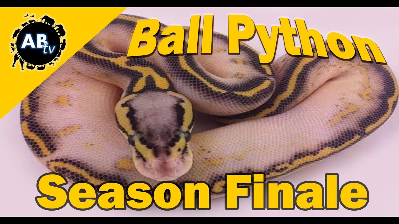 ThePythonHunter's tweet card. Ball Python Season Finale : The Python Hunter : AnimalBytesTV