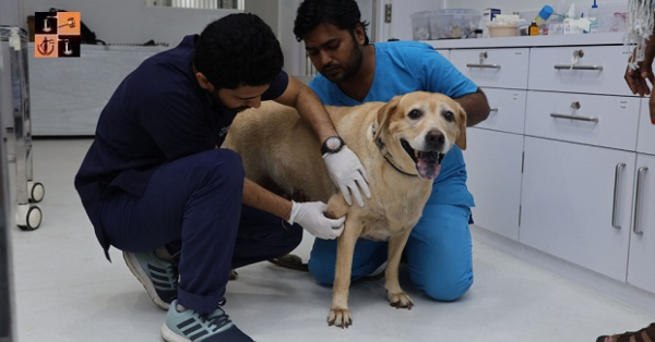 ovsacuttack's tweet card. Veterinary Officers are at par with Medicos, benefits can't be refused on ground that they deal with Animals, says HC [Read Judgment]