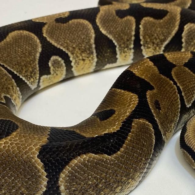 moreballpython's tweet card. 再來藝球 One More Ball Python （球蟒繁殖） (@one_more_ball_python) • Instagram photos and videos