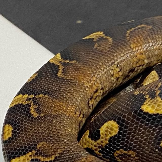 moreballpython's tweet card. 再來藝球 One More Ball Python （球蟒繁殖） (@one_more_ball_python) • Instagram photos and videos