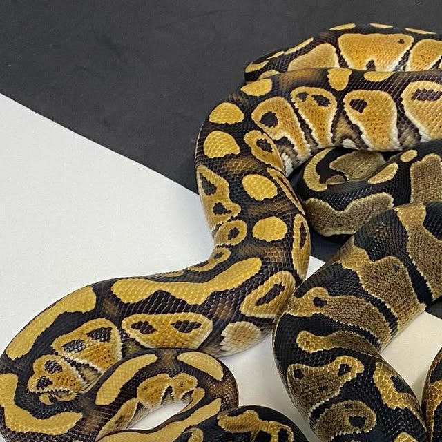 moreballpython's tweet card. 再來藝球 One More Ball Python （球蟒繁殖） (@one_more_ball_python) • Instagram photos and videos
