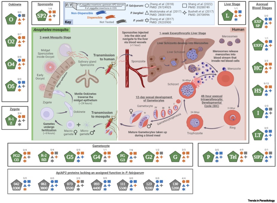 LlinasLab's tweet card. The regulation of gene expression in Plasmodium spp., the causative agents of malaria, relies on precise transcriptional control. Malaria parasites encode a limited repertoire of sequence-specific...