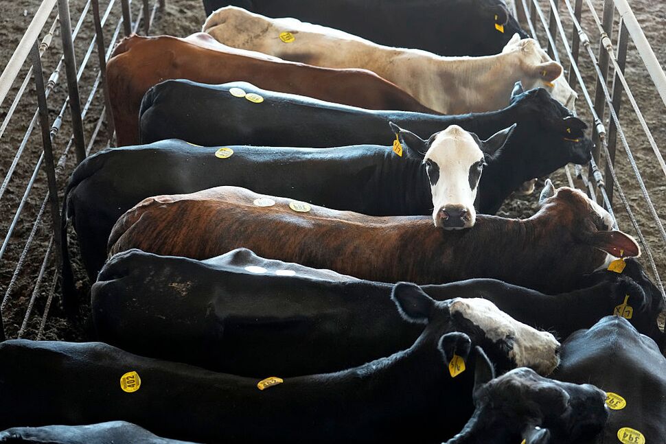 data_nerd's tweet card. U.S. cattle ranchers are not happy with the president’s scheme to import beef from Argentina.