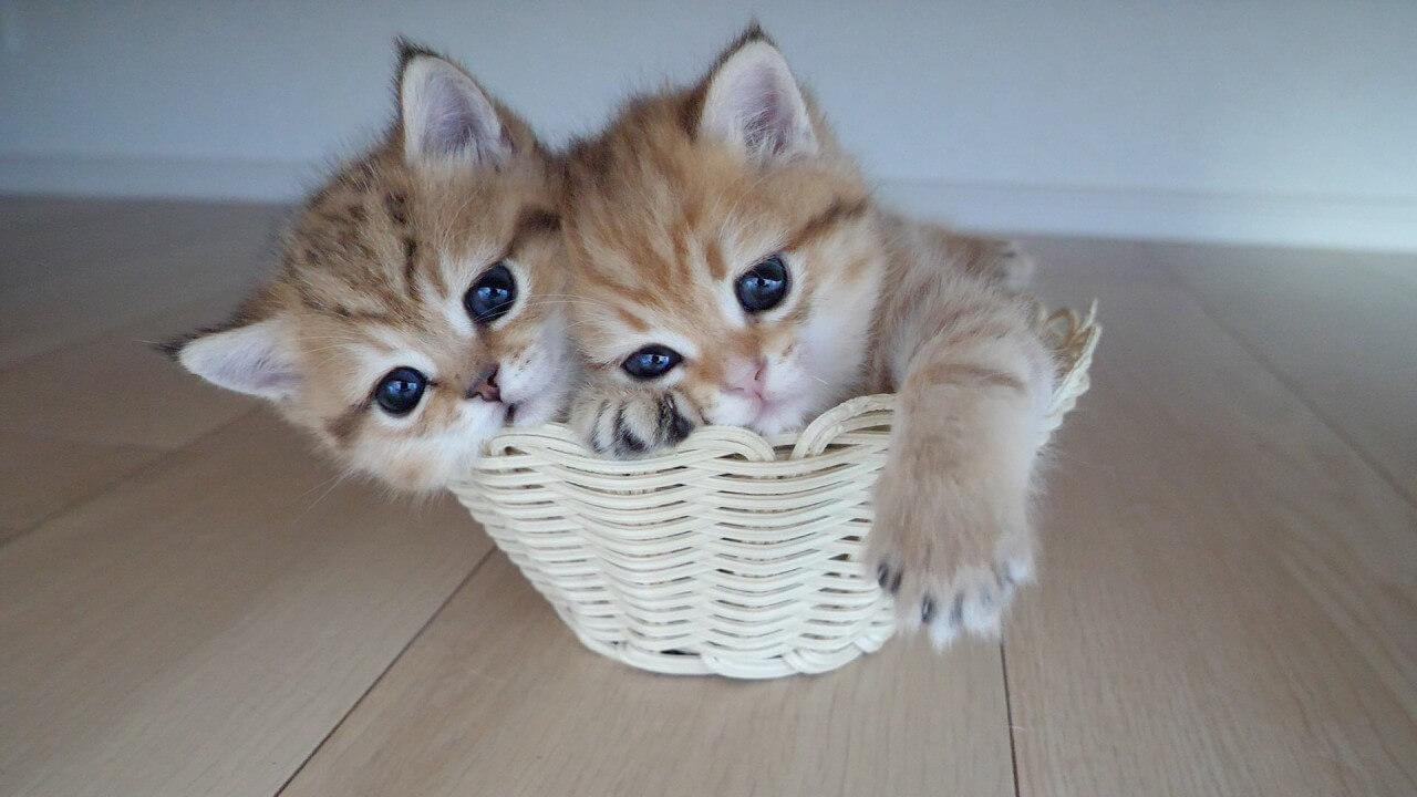 universitycatc's tweet card. ふたごの子猫が仲良く小さなバスケットのなかに入ってゴキゲンです。そっくりな顔が並んで可愛いの詰め合わせがたまら