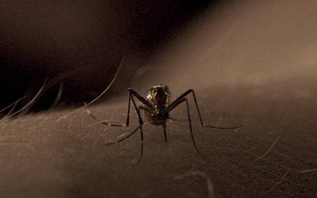 manjeshkumar407's tweet card. With dengue making a comeback again, save your family from these annoying little blood sucking mosquitoes by going natural.