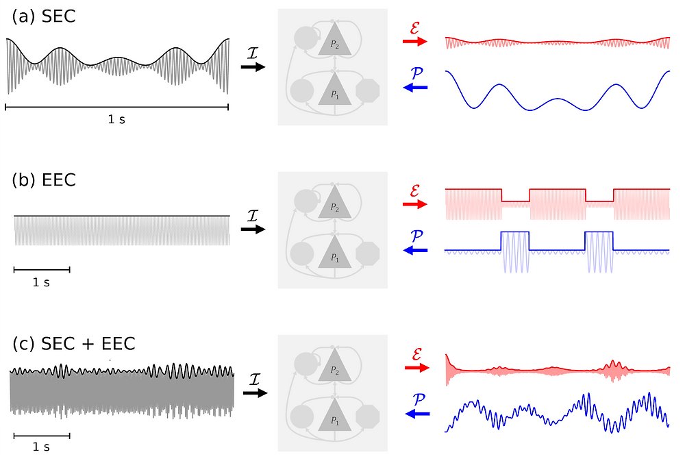 Neuroelectrics's tweet card. This post presents a new modeling study by our team and collaborators that uncovers the neural mechanisms behind prediction error evaluation and precision weighting in the brain. Using a biophysica...