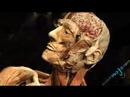 AdvancedCoding's tweet card. Body Worlds Exposition: Part 1