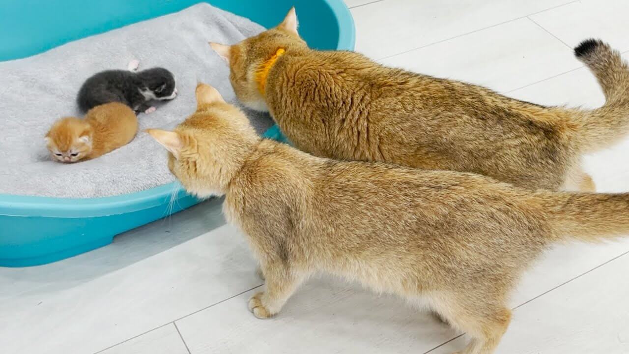 universitycatc's tweet card. シーツの敷かれたベッドのなかには、小さな赤ちゃん猫が2匹入っています。 近づいてきたお父さん猫は、それを見て、