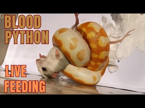 kokonut7777's tweet card. screaming rat. blood python live feeding. #livefeeding #snake...
