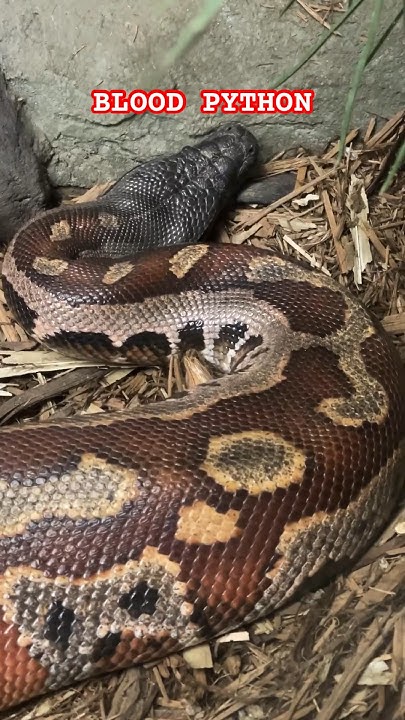 NaturesFairy's tweet card. Massive Blood Python Capron Park Zoo #shorts