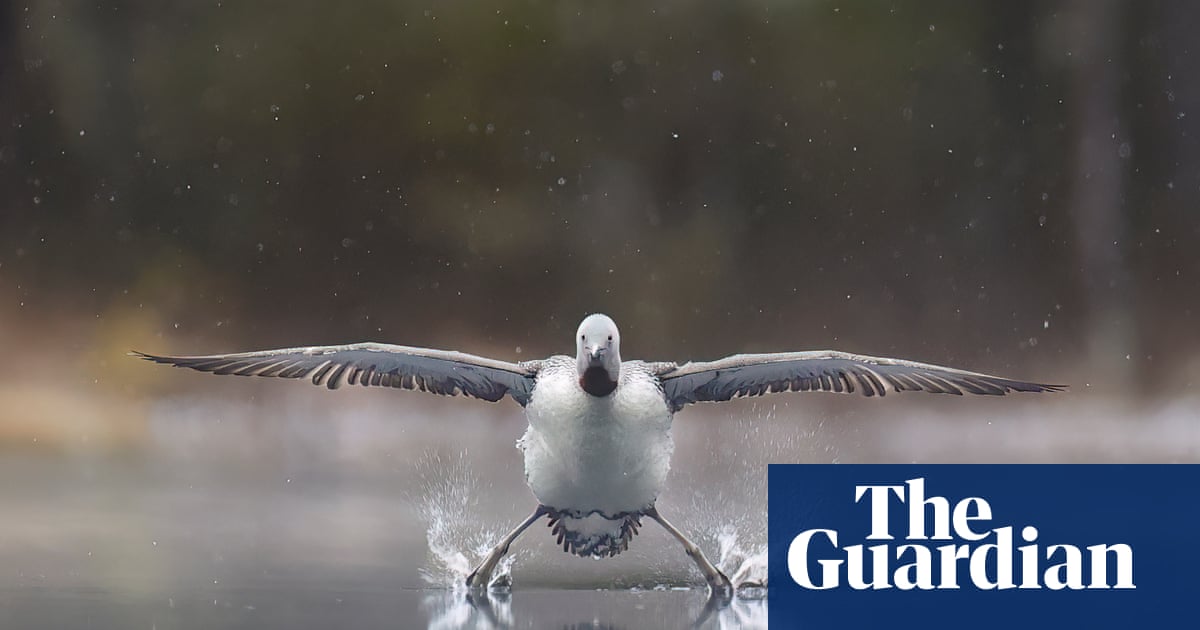 Vic_Gill's tweet card. From a red-throated loon touching down on water, to good and bad hair days, and an airborne squirrel, here is a selection of the finalists in this year’s Nikon Comedy Wildlife awards