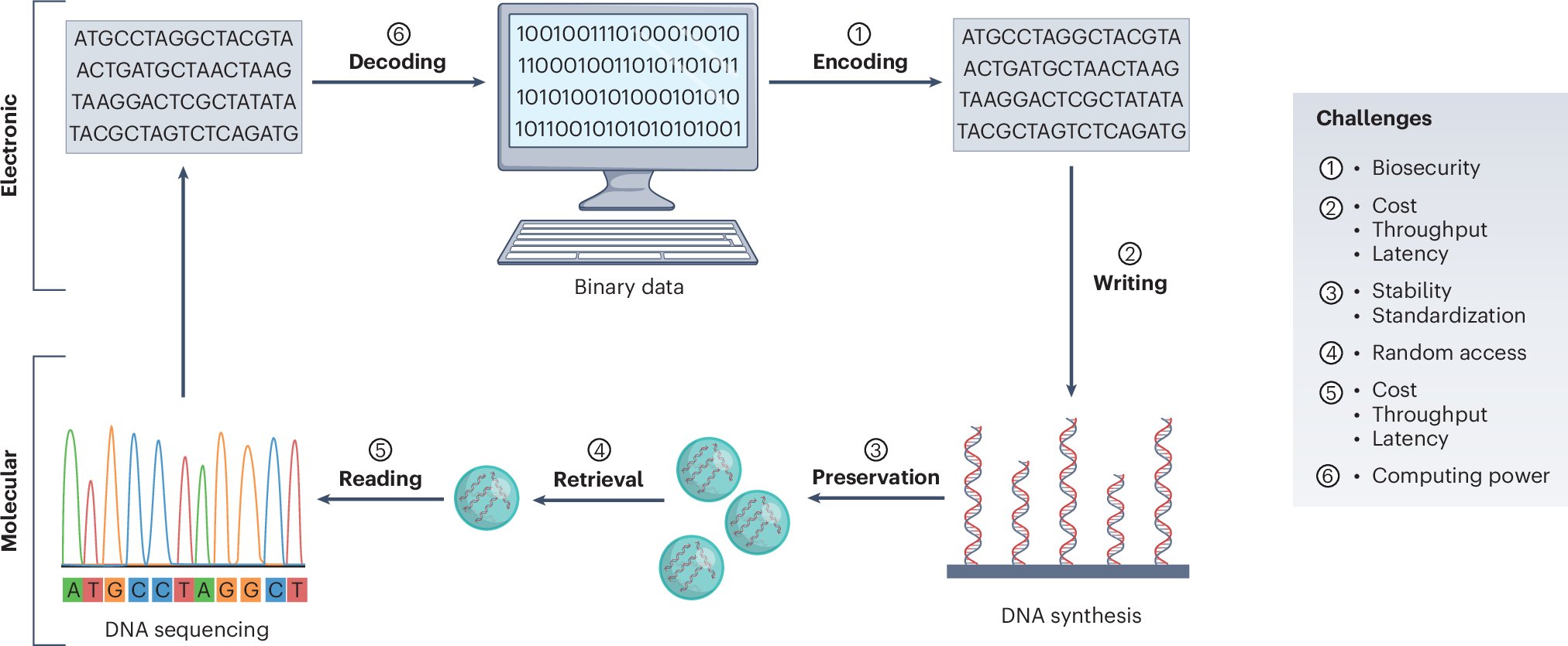 NatureNano's tweet card. Nature Nanotechnology - Deoxyribonucleic acid (DNA) computing and data storage are emerging fields that are unlocking new possibilities in information technology. Here, we discuss technologies and...