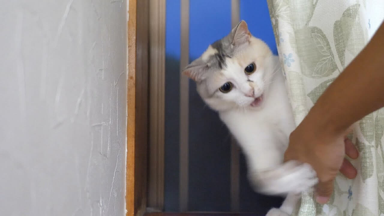 universitycatc's tweet card. 三毛猫のネコ吉が窓に向かって歩いていきます。どうやら窓から外のニャルソックをしようとしているようです。 軽やか