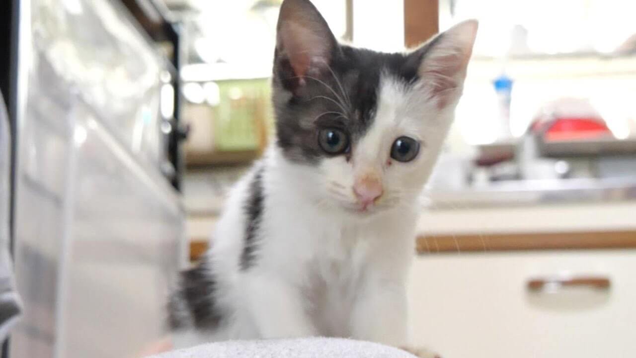 universitycatc's tweet card. お母さんがごはんの準備を始めると期待感いっぱいで鳴き始める子猫のポポちゃんです。ちょっとダミ声で早くして〜と必