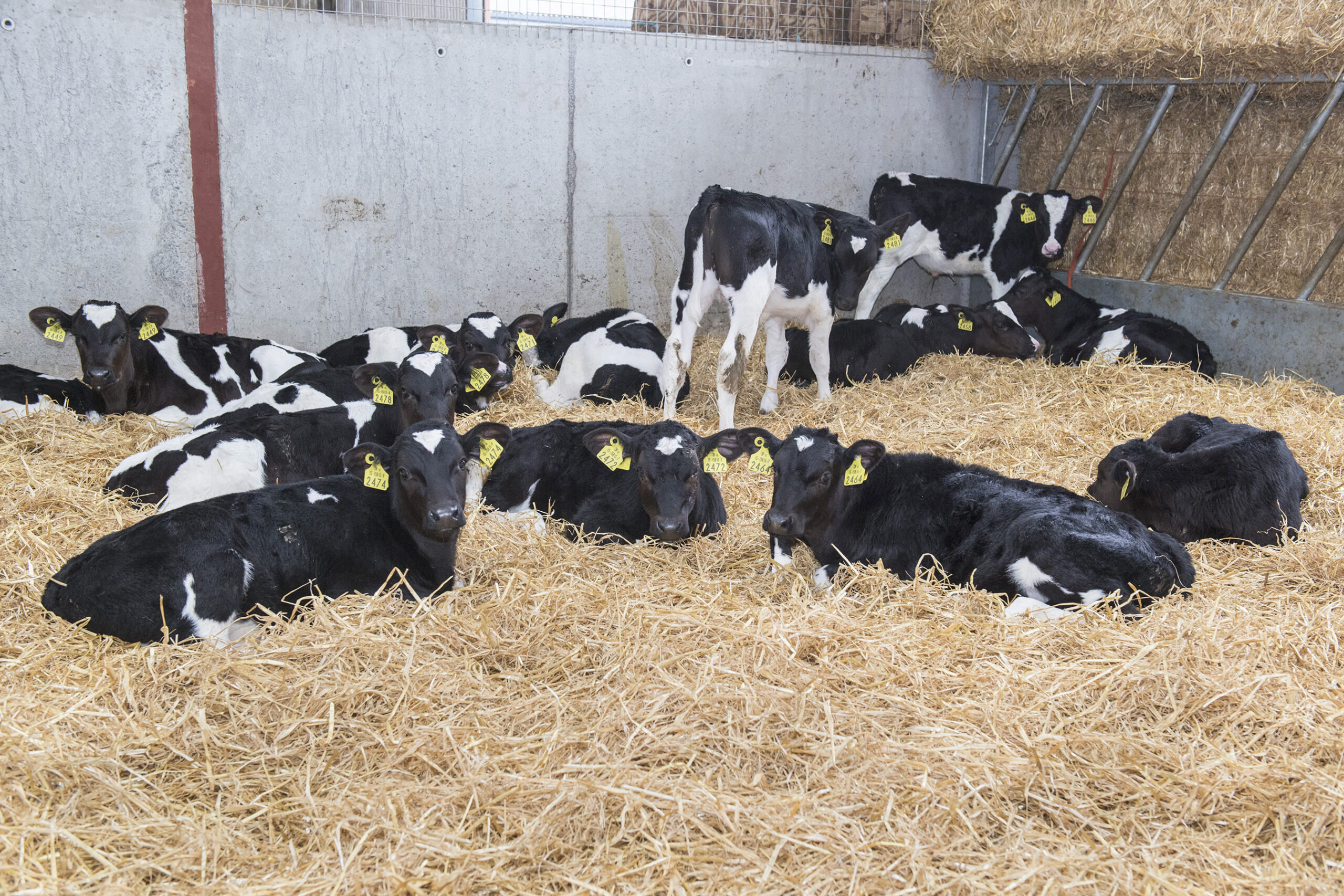 AgrilandIreland's tweet card. The annual Animal Health Ireland (AHI) and Teagasc CalfCare events will take place again this January on farms across the country.