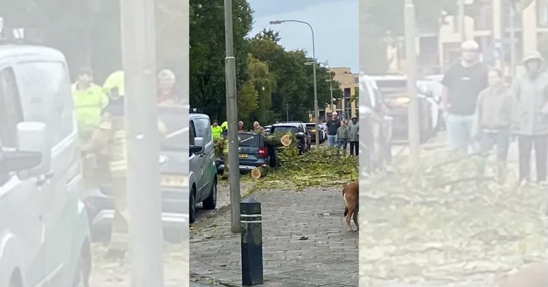 Auto zwaar beschadigd door omgewaaide boom in Harderwijk