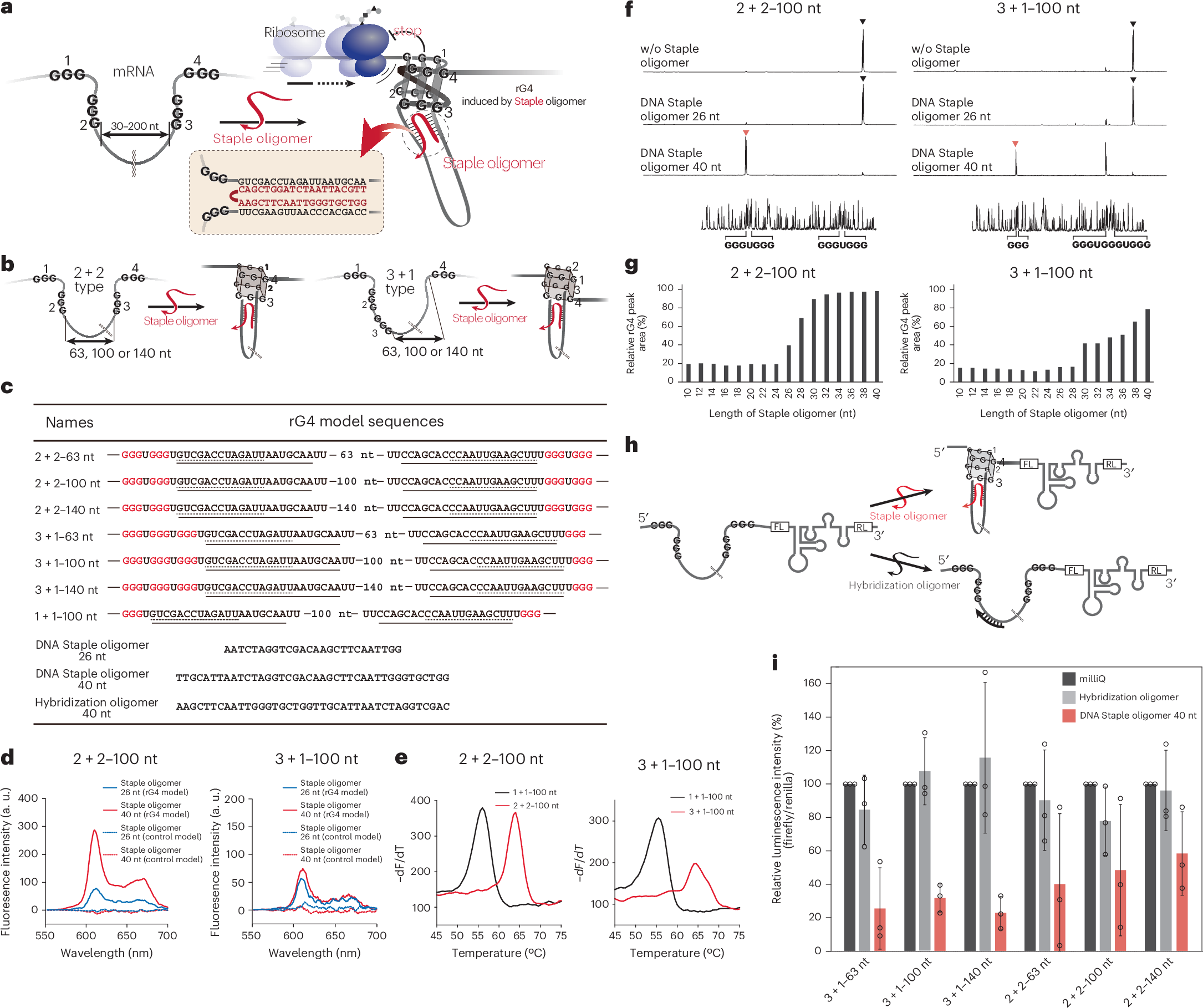 ShorterLab's tweet card. Nature Biomedical Engineering - A nucleic acid-based therapeutic uses short Staple oligomers to hybridize with target mRNAs and induce an RNA G-quadruplex, suppressing protein translation.