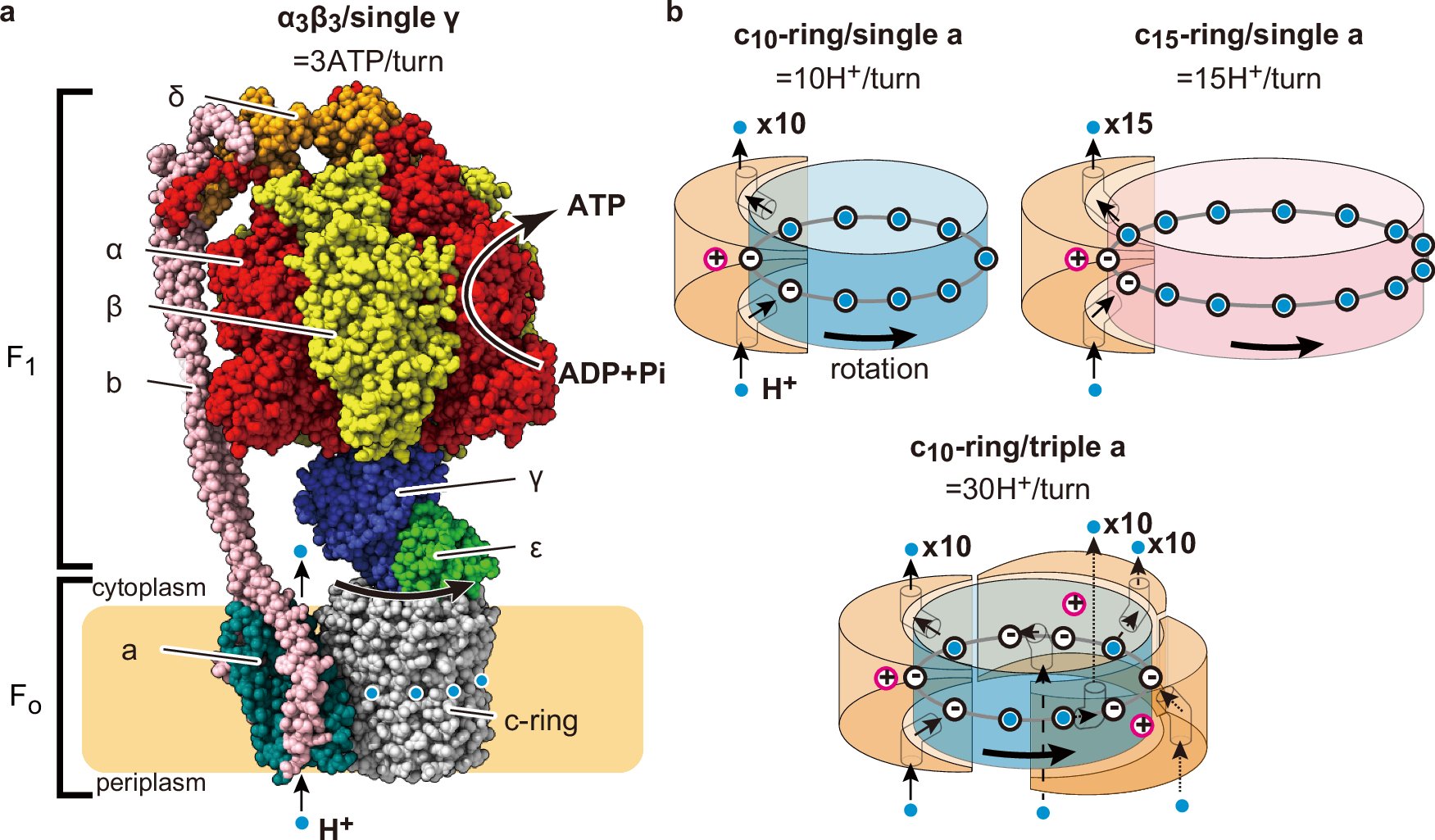 Nojilab_UTokyo's tweet card. Nature Communications - FoF1-ATP synthase converts proton motive force into ATP, with the H+/ATP ratio typically ranging from 2.7 to 5. Here, the authors engineered this enzyme to form multiple...