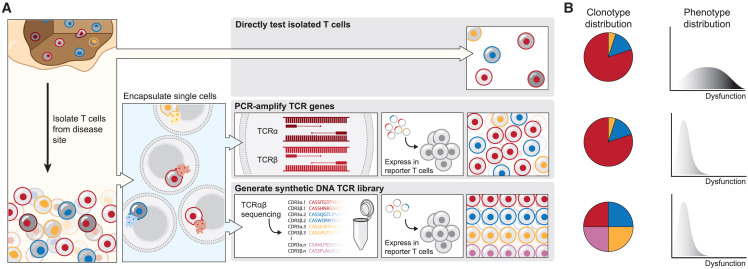 tangming2005's tweet card. T cells perform critical roles in orchestrating immunity in health and disease. However, decoding what individual T cells recognize has long been challenging due to the immense diversity of both T...