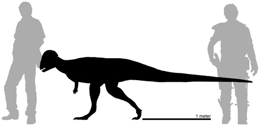TomHoltzPaleo's tweet card. Abstract. During the latest Cretaceous, western North America experienced several regressive and transgressive cycles of the Western Interior Seaway (WIS).