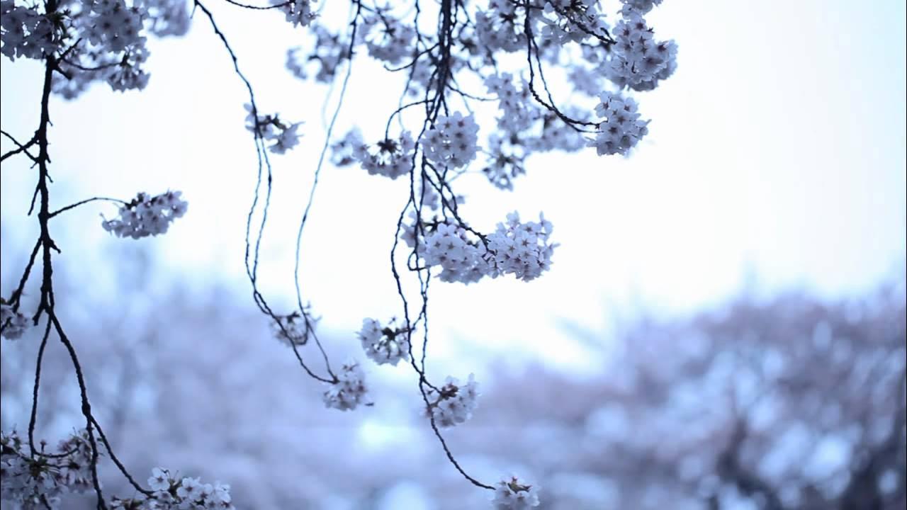 eritn87's tweet card. KASHIWA Daisuke / april.#19 (MUSIC VIDEO) "from Re:"