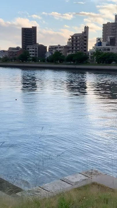 jscripter's tweet card. 道草125ピックアップ23 - アオサギを近くで見ようと第五船着き場まで戻るが、いなくなっていた！第六船着き場まで帰る京橋川情景！
