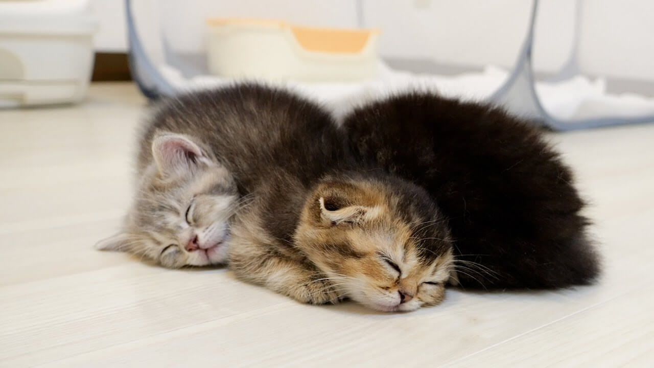 universitycatc's tweet card. ゆるゆるなニャンプロごっこに精を出している耳折れな子猫たちです。どこか力の抜けたニャンプロがなんとも微笑ましく